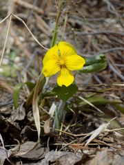 Viola uniflora