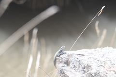 Ethiopian Ridgeback Agama photo 2