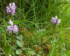 Orchis simia