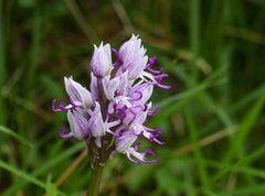 Orchis simia