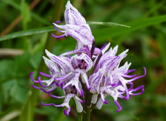 Orchis simia