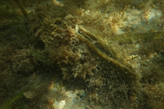 Pinna bicolor