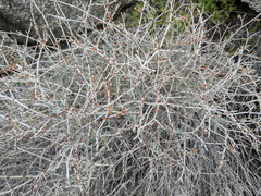 Eriogonum wrightii nodosum