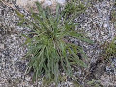 Chorizanthe brevicornu