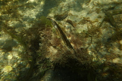 Pinna bicolor