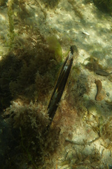 Pinna bicolor