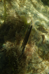 Pinna bicolor