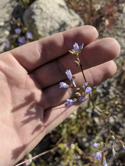 Gilia stellata