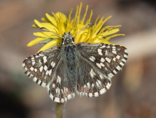 Northern Grizzled Skipper