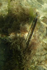 Pinna bicolor