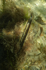 Pinna bicolor