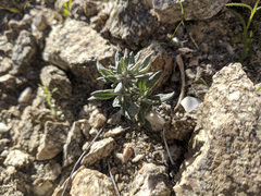 Eriogonum wrightii nodosum