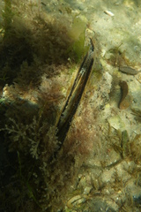 Pinna bicolor
