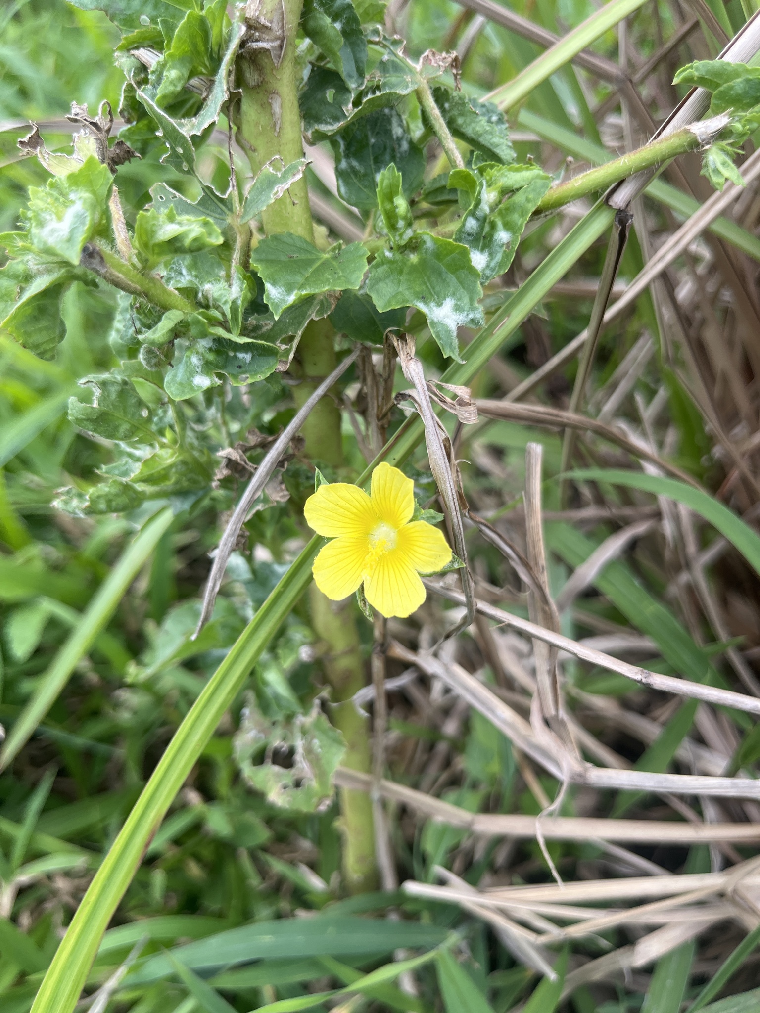 Imagem de Malva-branca
