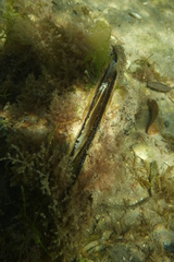 Pinna bicolor