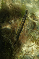 Pinna bicolor