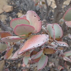 Crassula arborescens arborescens