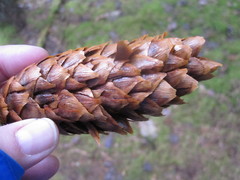 Loxia