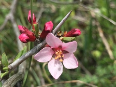 Amygdalus