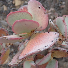Crassula arborescens arborescens