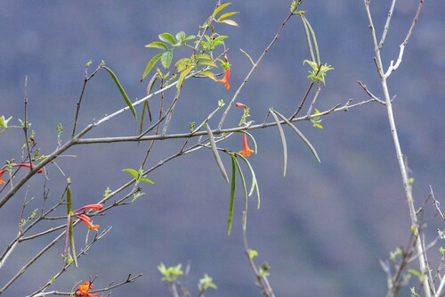 Tecoma rosifolia (Tecoma rosifolia)