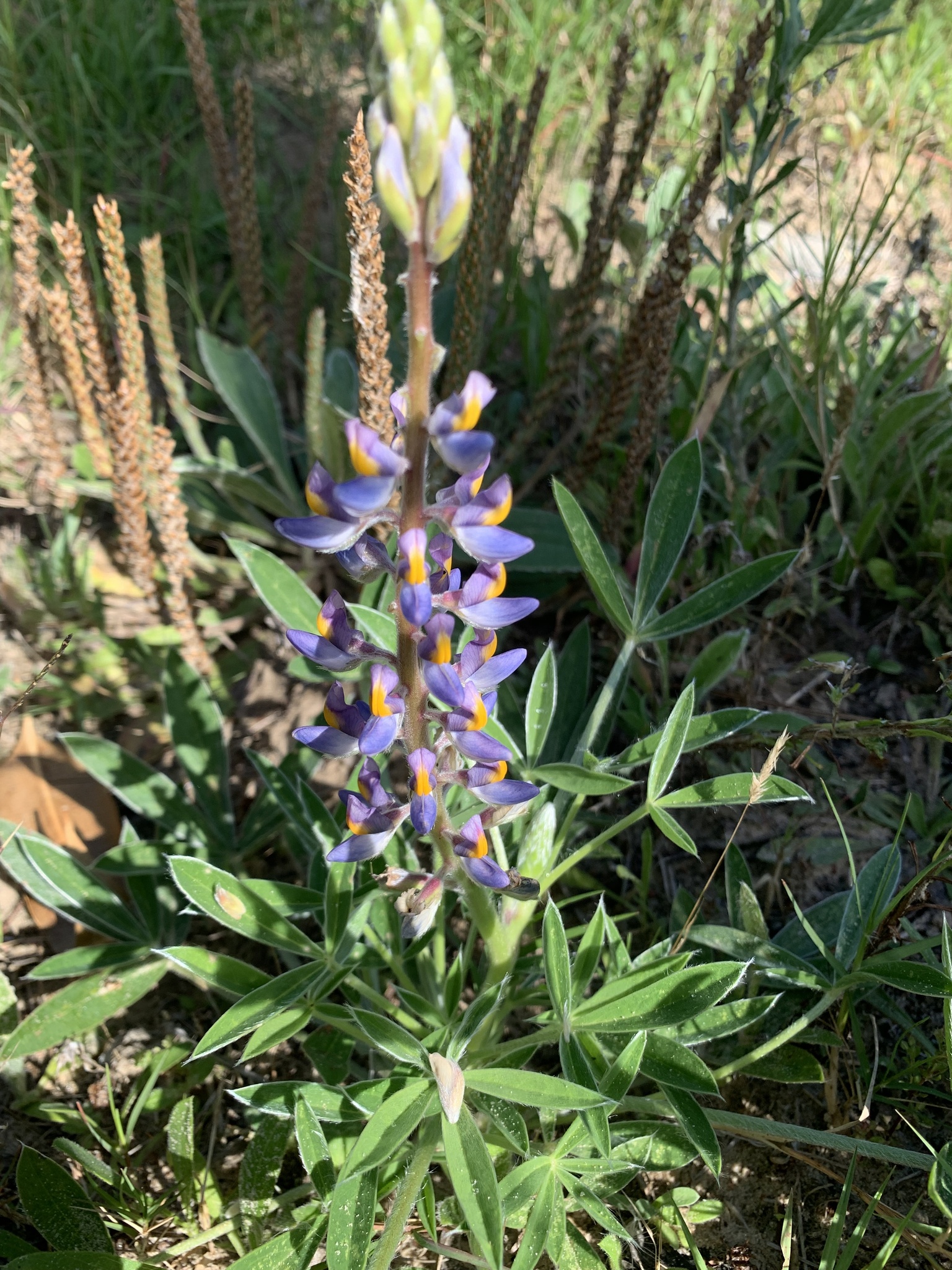Lupinus multiflorus