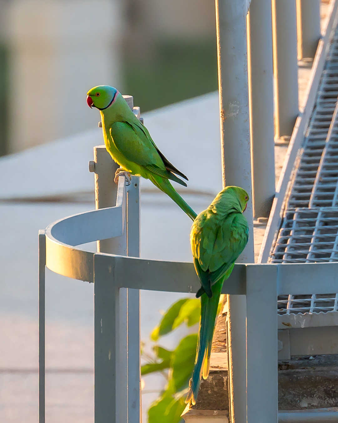 Rose-ringed Parakeet