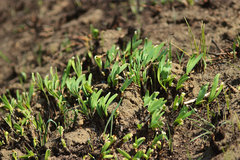 Allium nutans
