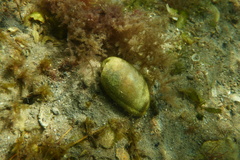 Bulla quoyii