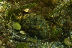 Polyclinum marsupiale