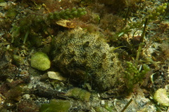 Polyclinum marsupiale