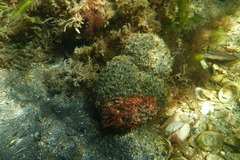 Polyclinum marsupiale