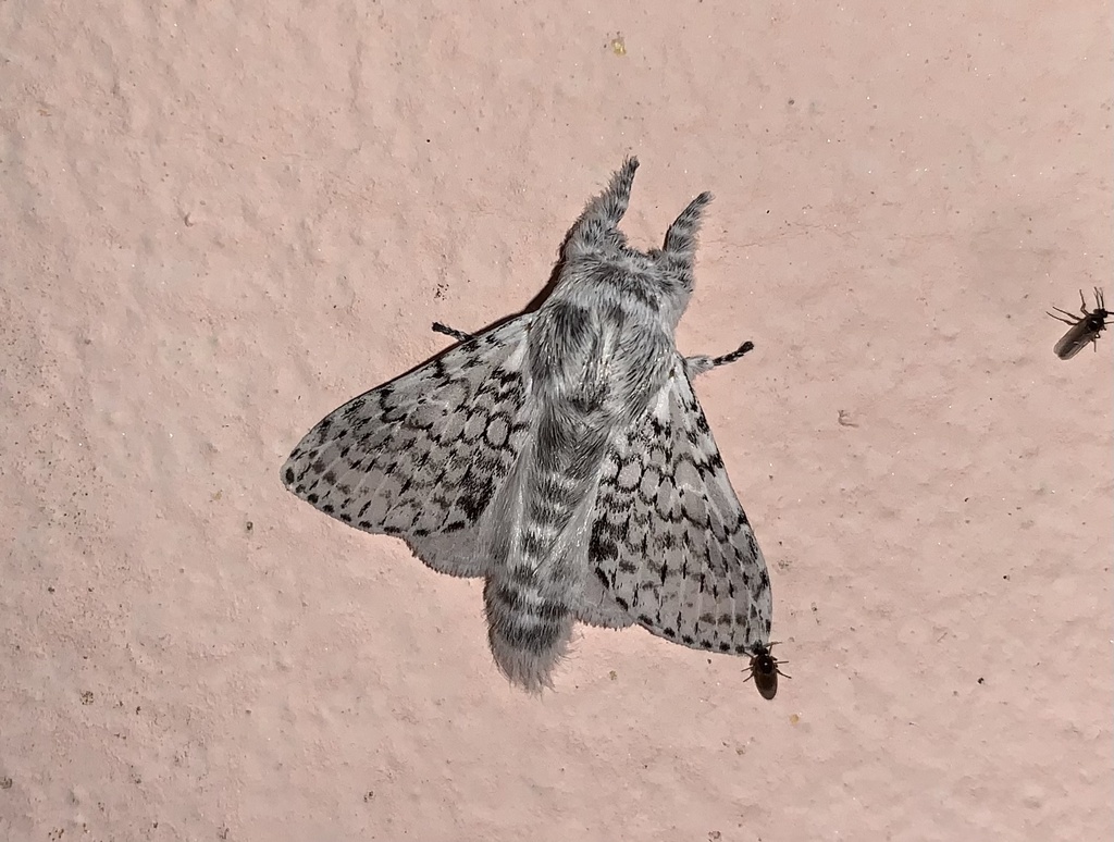 Artace anula
