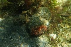 Polyclinum marsupiale