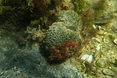 Polyclinum marsupiale