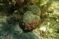 Polyclinum marsupiale