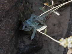 Helichrysum makranicum