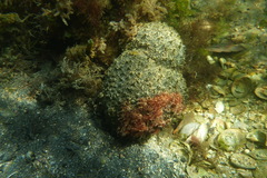 Polyclinum marsupiale