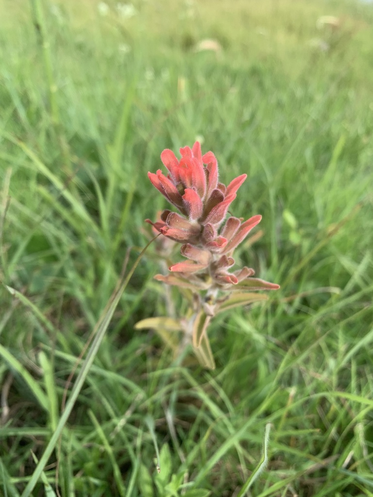 Castilleja arvensis pastorei from Universidade Federal do Rio Grande