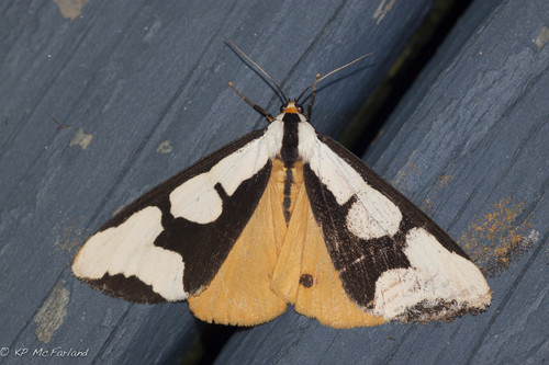 Haploa clymene