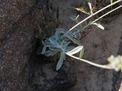 Helichrysum makranicum