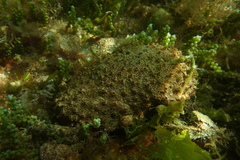 Polyclinum marsupiale