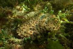 Polyclinum marsupiale