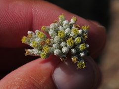 Helichrysum makranicum