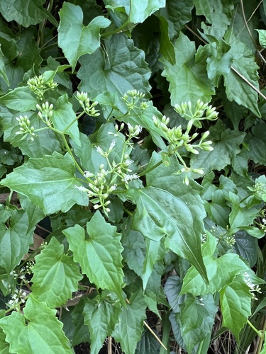 heartleaf hempvine (Mikania cordata)