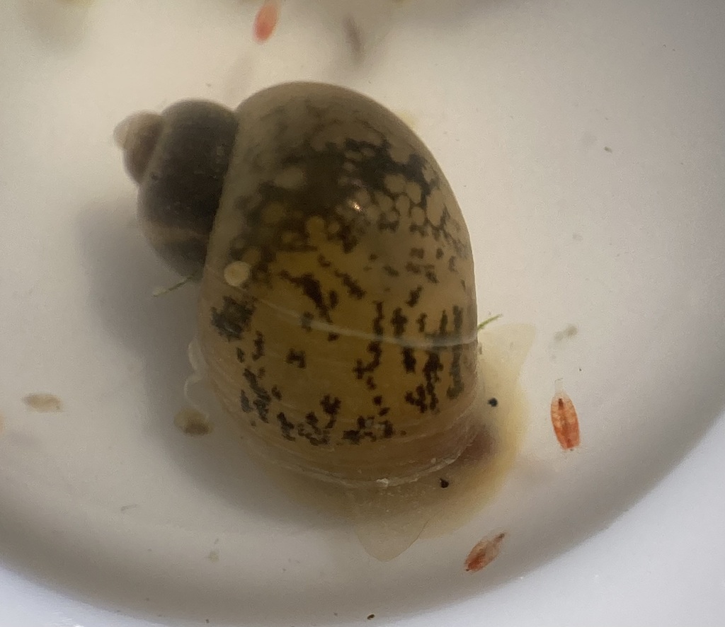 Pond Snails, Bladder Snails, and Allies from Solano County, CA, USA on ...