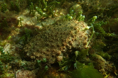 Polyclinum marsupiale