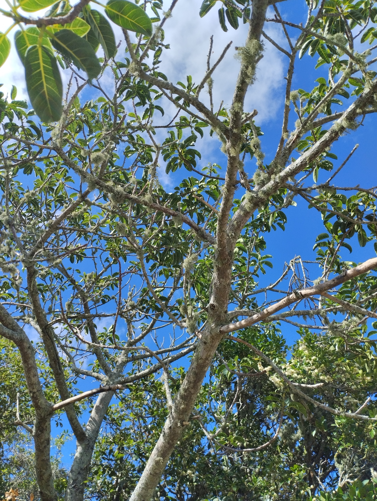 Imagem de Figueira