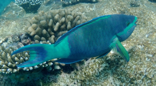Sixband Parrotfish — seen at this dive site