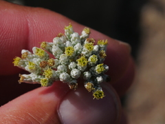 Helichrysum makranicum